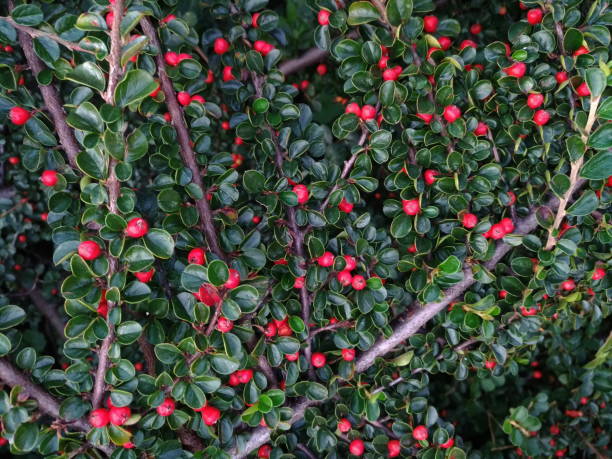 istock Decorative nature, green leaves round red berries 1047304536