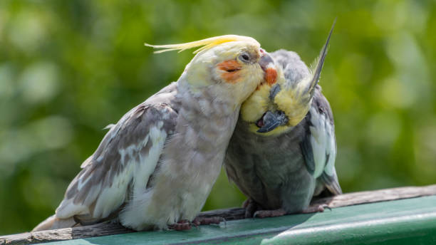 Pair of Cockatiel's Preening Pair of Cockatiel's Preening vibrant color birds wild animals animals and pets stock pictures, royalty-free photos & images