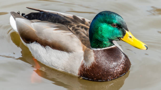 istock Male Mallard Duck 1047313916