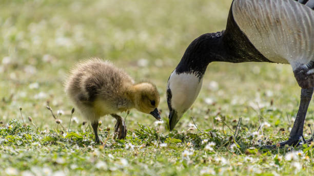 istock Baby Goose with Mother Goose 1047316464
