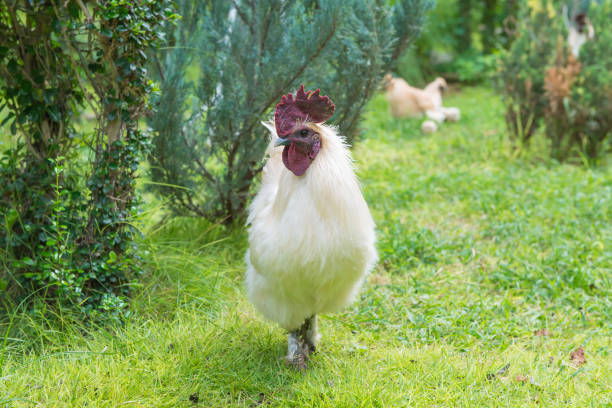 istock White hen on green grass in the garden 1047318548