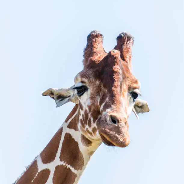 Large Rothschild Giraffe