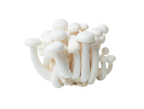 istock White beech mushrooms or Shimeji mushroom isolated on white background 1047319688