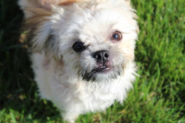 istock baby miki puppy 1047325440