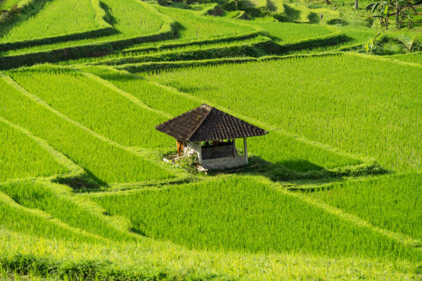 A hut in a paddy farm. A hut at the Jatiluwih, Bali rice terrace farm. jatiluwih rice terraces stock pictures, royalty-free photos & images
