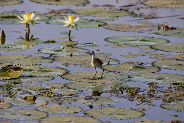 istock African Jacana on the Water 1047332794