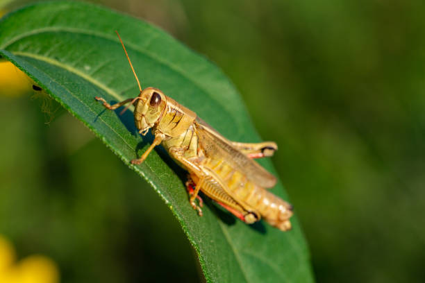 istock Grasshopper on Wild Sunflower VI 1047332990