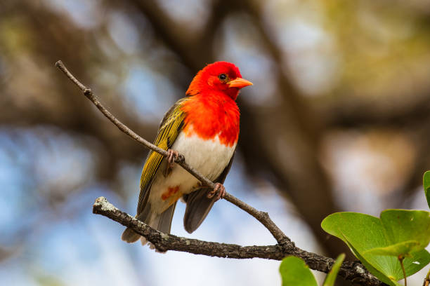 istock Close-Up of Redheaded Weaver 1047333028