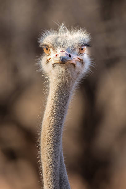 istock Close-Up of Ostrich Head 1047335254