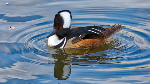 istock Wood Duck Swimming 1047338572