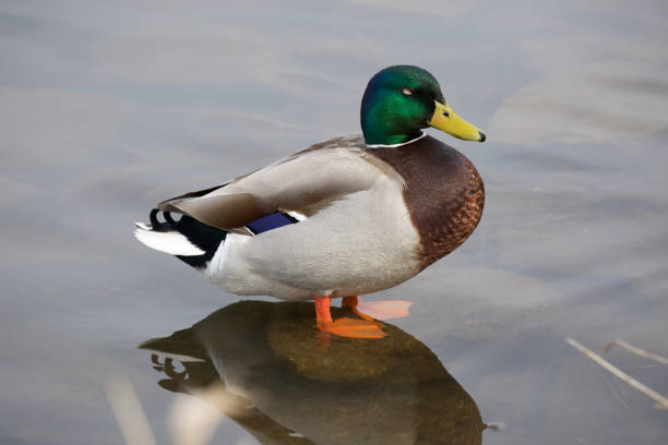 Mallard Duck Standing Stock Photo - Download Image Now - Animal