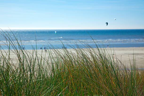 das gras der dünen am north sea beach - sand sea oat grass beach sand dune stock-fotos und bilder