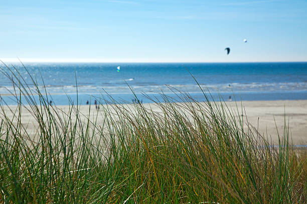 모래 언덕 위에서 잔디 at 북해 플라주 - sand beach sand dune sea oat grass 뉴스 사진 이미지