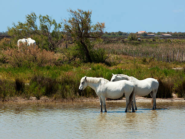 istock white horses of the camargue 104734079