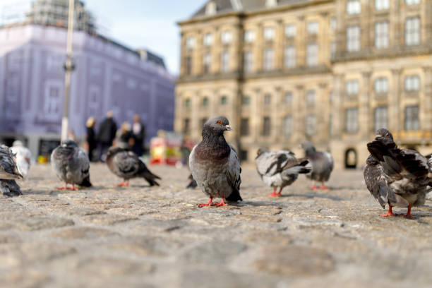 Pigeon In Dam Square Amsterdam