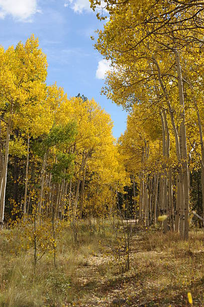istock Fall Color of Colorado 007 104734581