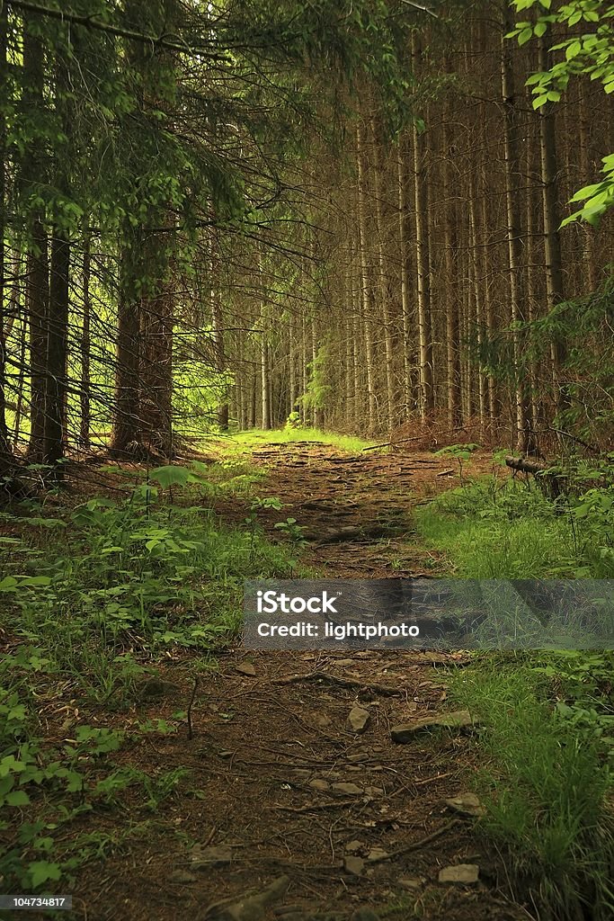 Fir Tree Lane Soft afternoon sunlight on fir trees lining a hiking trail in Little Pond State Park in the Catskills Mountains - New York Appalachia Stock Photo