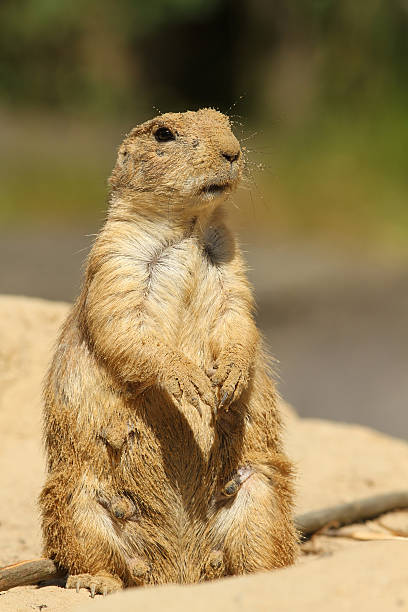 istock Prairie dog covered with sand 104735115
