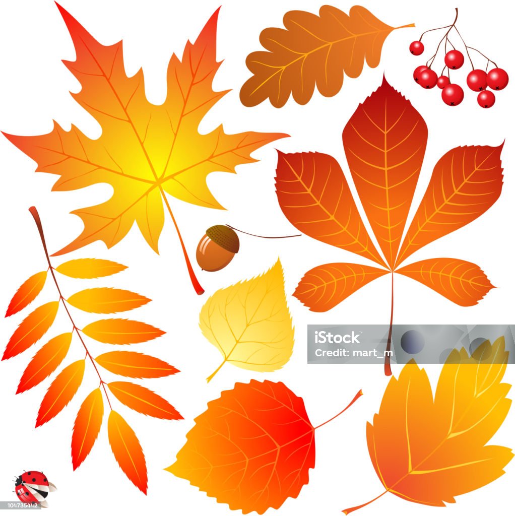 autumn leaves Autumn leaves collection - vector. Illustration was made in Adobe Illustrator CS 3. Aspen Tree stock vector