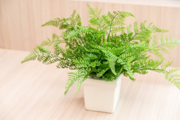 istock Fern with White pot On Wooden table 1047360882