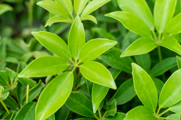 istock fresh Green Leaves with Six Pointed 1047375008