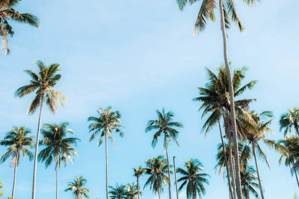 istock Coconut tree of colorful. 1047377830