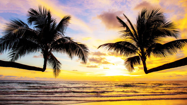 istock coconut tree with sunset in Thailand. 1047377850