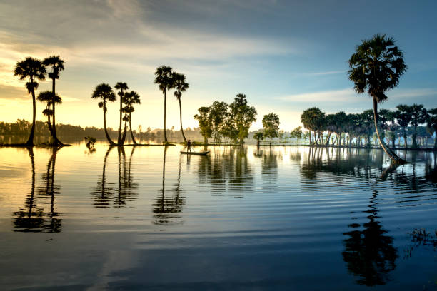 ряд пальм в силуэте отражаются на поверхности воды реки на восходе солнца - меконг реки стоковые фото и изображения