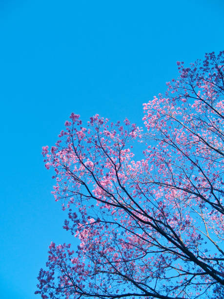 istock Nang Paya Sua Krong blooming 1047386206