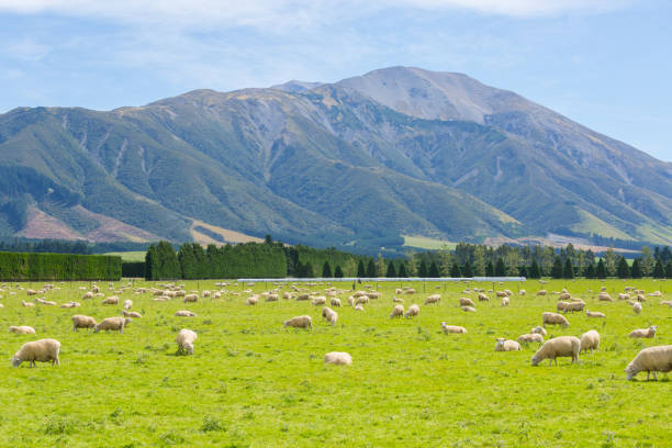 View of grazing sheep on a meadow, South Island New Zealand stock photo