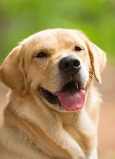 istock Cute of Labrador Retriever 1047390052