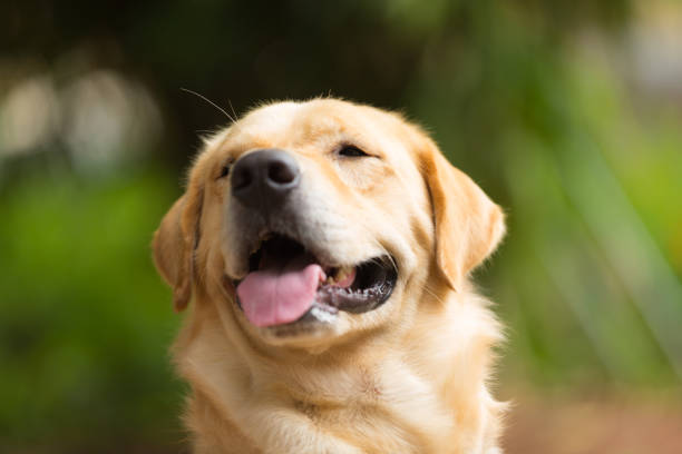 istock Cute of Labrador Retriever 1047390086