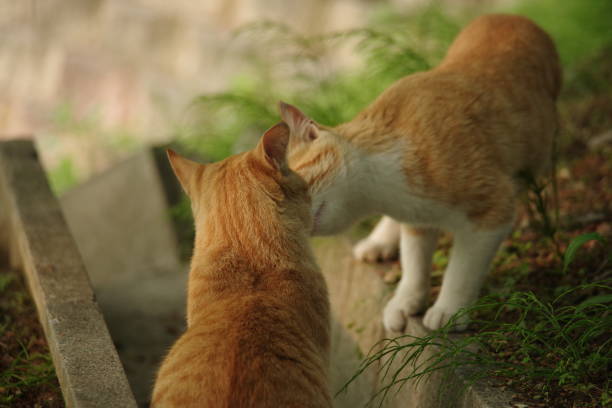 istock street cat photography 1047392476