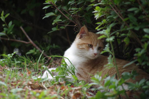 istock street cat photography 1047392506