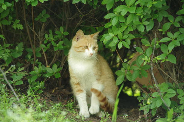 istock street cat photography 1047392564