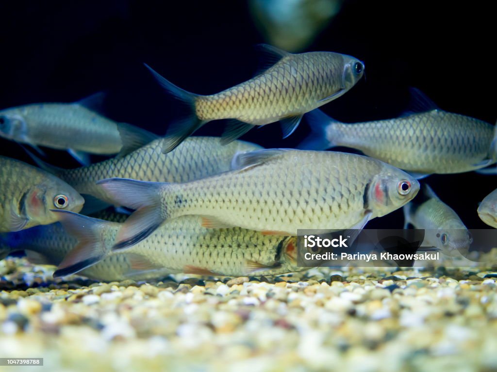 Java Barb Small Aquarium Fish Redcheeked Barb Javaen Barb Stock Photo - Download Image ...