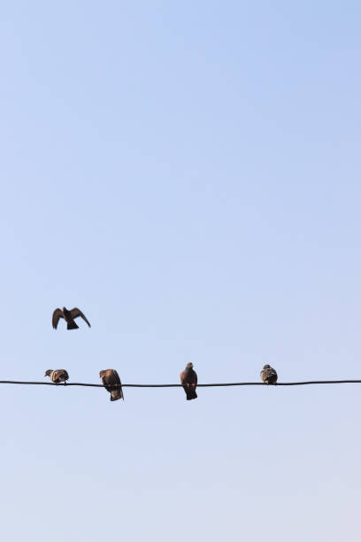 istock Pigeons flying and sitting on a wire. 1047404148