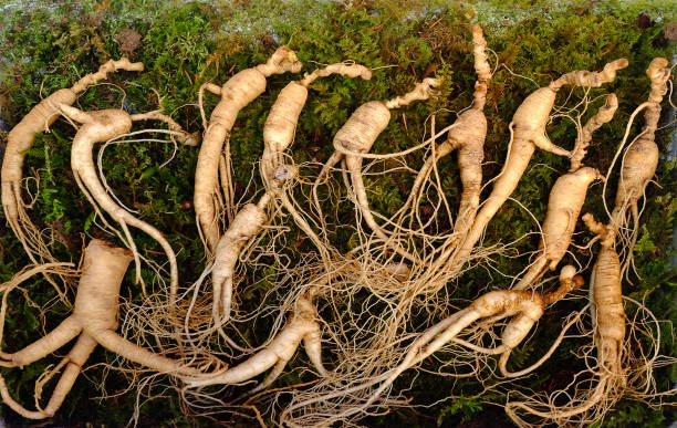 fresh korean ginseng root - ginseng root herbal medicine panax imagens e fotografias de stock