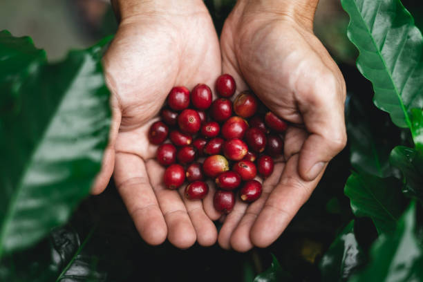 istock Raw coffee red bean in hand In nature 1047404256