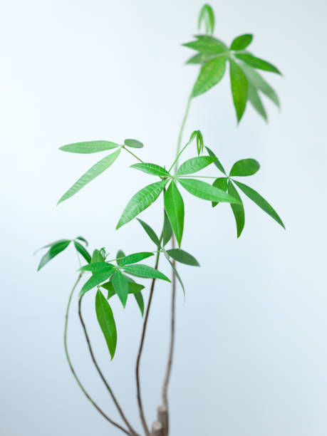 istock House plants Pachira 1047404346