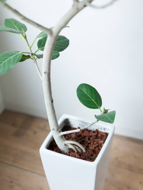istock Houseplant Rubber Tree - Details 1047404368