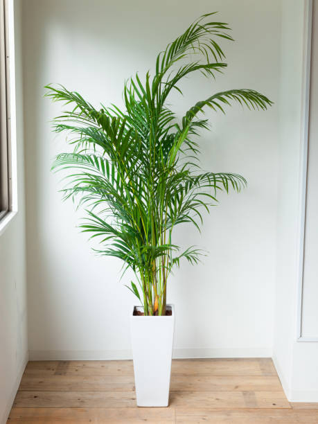 istock Areca palm planted in potted plants. 1047404378