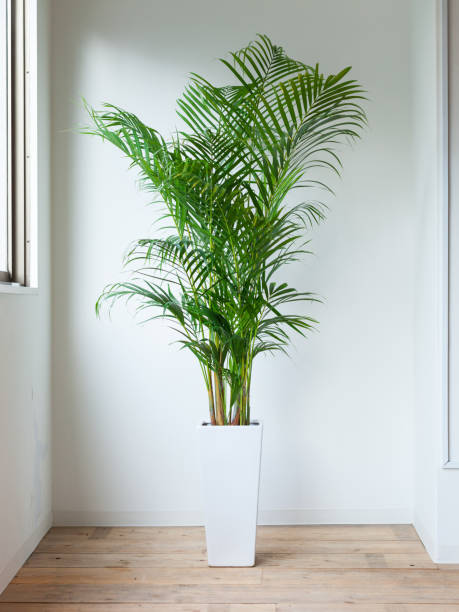 istock Houseplant Areca palm 1047404380