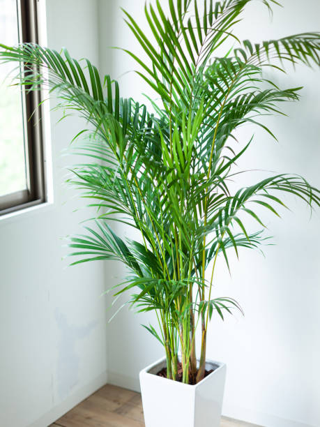 istock Houseplant Areca palm 1047404444