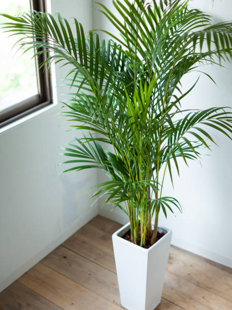 istock Houseplant Areca palm 1047404478