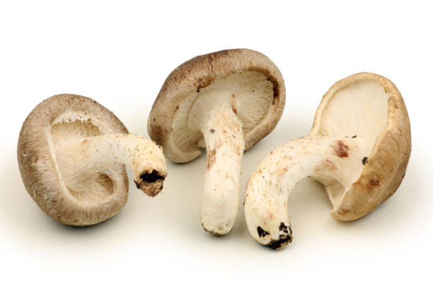 istock Shiitake mushroom isolated on white background 1047404574