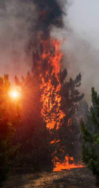 istock Forest fire. fallen tree is burned to the ground a lot of smoke when wildfire 1047410226