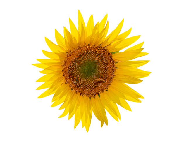 istock Sunflower isolated on white background,with clipping path 1047410282