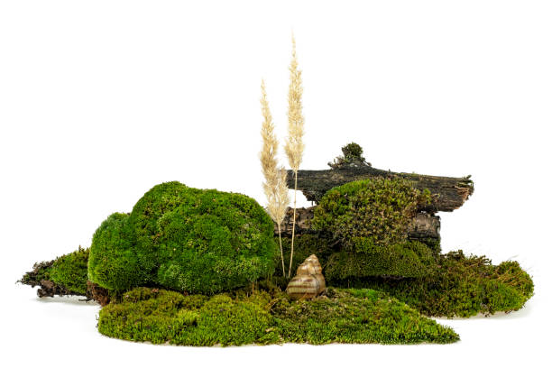 istock Green moss with reeds and snail isolated on white background 1047412920