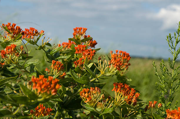 Wild Flowers in Iowa